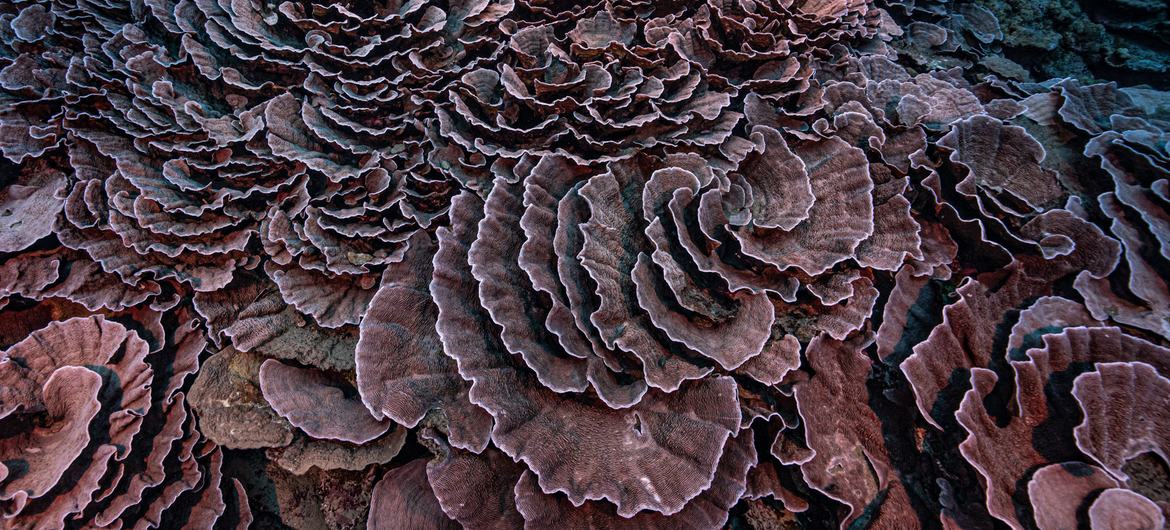 Rare coral reef discovered near Tahiti is 'like a work of art